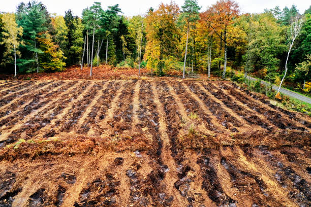Aerial view of a clearing in a forest showing peat bogs being prepared for agriculture, highlighting the environmental damage caused by deforestation