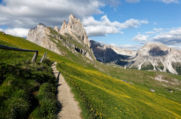 A hiking trail meanders on the grassy hillside with majestic Odle (Geisler) mountain peaks in background on a sunny summer day in Dolomites at beautiful Seceda, Val Gardena, South Tyrol, Italy, Europe una ruta de senderismo serpentea por la ladera cubierta de hierba con los majestuosos picos de la montaña odle (geisler) en el fondo en un soleado día de verano en los dolomitas en la hermosa seceda, val gardena, tirol del sur, italia, europa