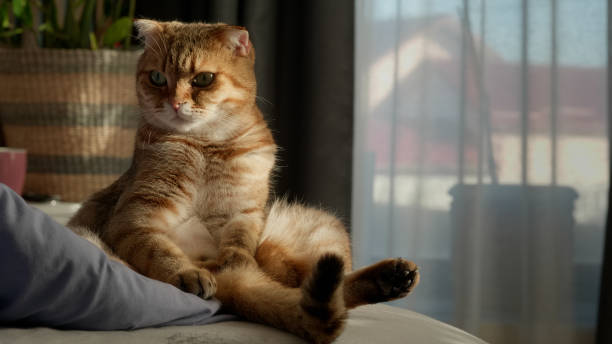 istock A fluffy tabby cat sitting upright on a bed, looking curiously out the window on a sunny day. 2180426495