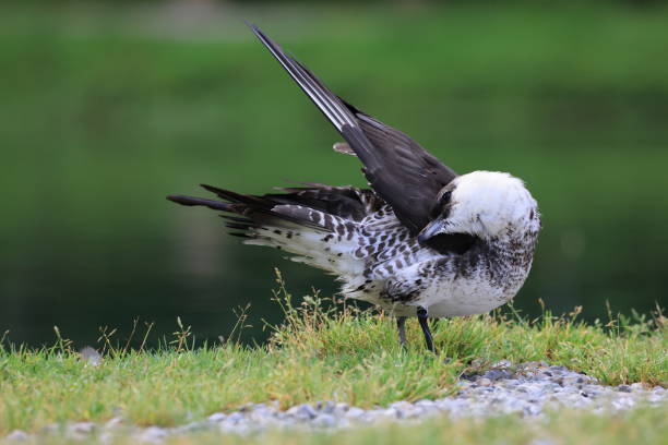 pomarine jaeger (Stercorarius pomarinus) resting on migration in bad urach germany