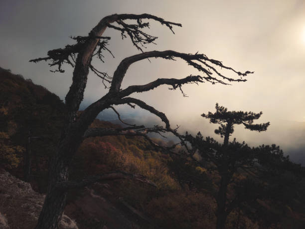 Silhouette of tree on mountainside with foggy weather in the autumn fall season. Dry tree branches.