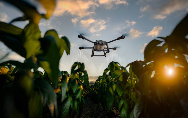 istock An agricultural drone sprays crops in the early morning sunlight. Advanced technology in farming, automation, and innovation improving productivity in agriculture. 2180429069