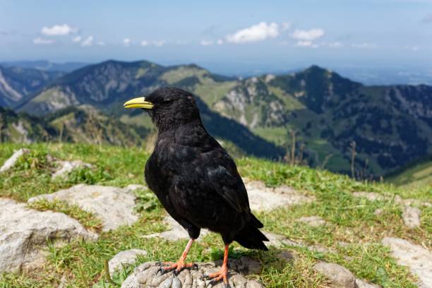 istock Black bird with yellow beak and orange feet 2180433362