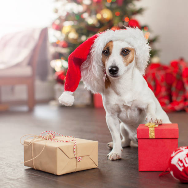 istock Dog near christmas tree 2180435000