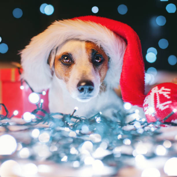 istock Dog in christmas hat 2180435010