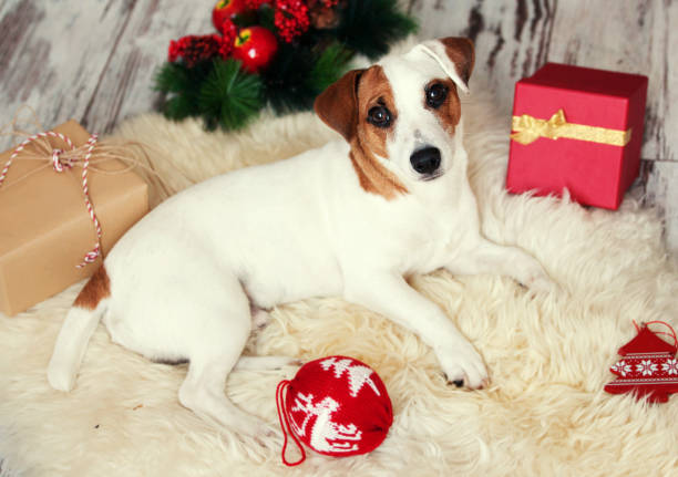 istock Dog at christmas decoration 2180435017