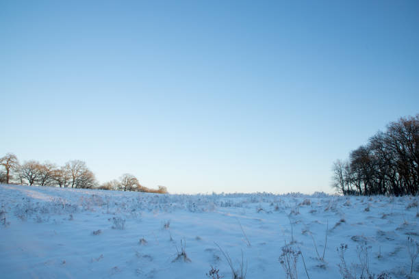 Winter background with plants