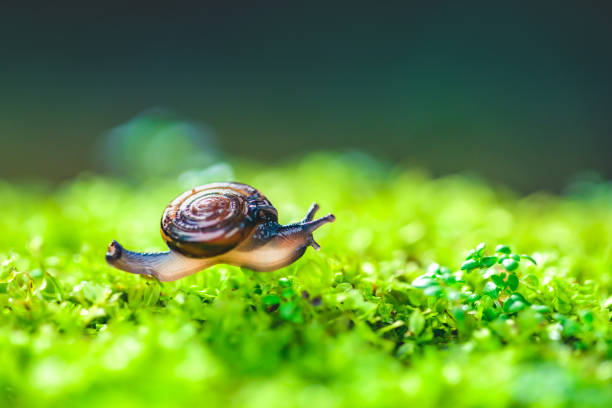 Garden snail crawling in a garden