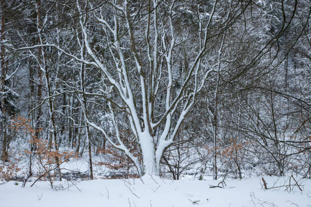 tree with snow on trunk in front of a large field with snow creating a nice winter scene