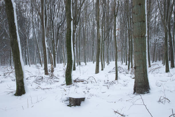 orest with snow on tree trunks after blizzard and snow on the ground, denmark in europe