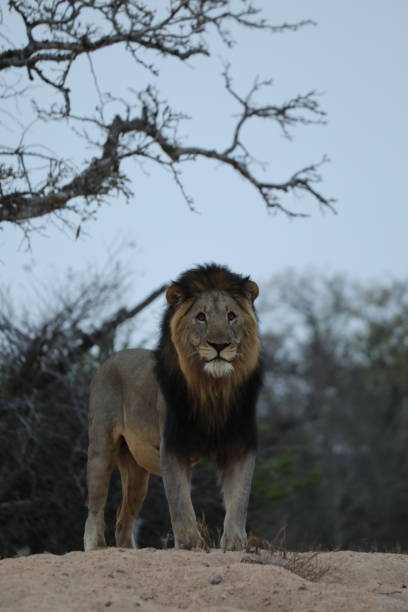 istock A majestic lion - South Africa 2180441602