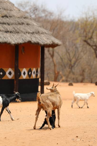 istock Kompisi village - Zimbabwe 2180441779