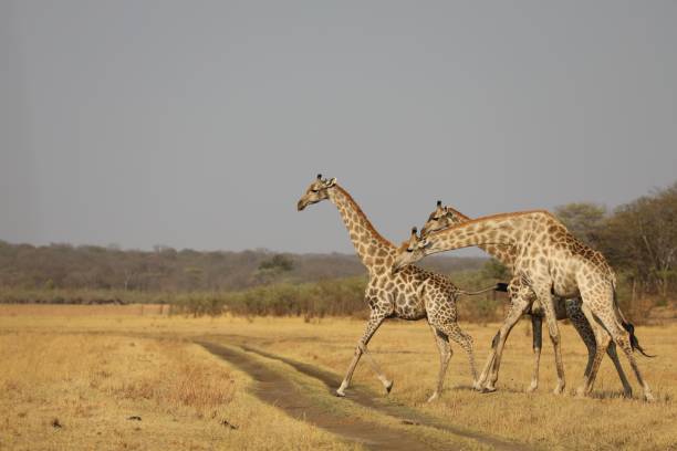 istock A giraffe in the savannah - Zimbabwe 2180441856