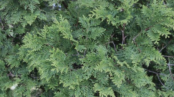 istock evergreen needle-like branches of thuja close-up 2180442803