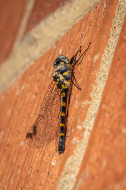 Common Shutwing (Cordulephya pygmaea), Hughes, ACT, March 2024