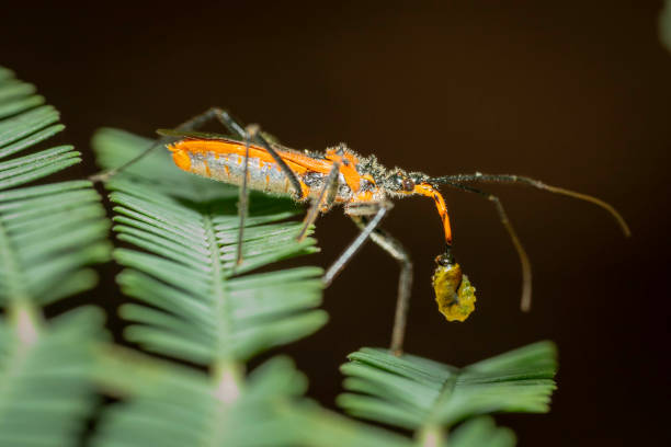 Close-up of Nagusta goedelii, a European predatory bug, perched on a leaf. This discreet insect plays a role in natural pest control.