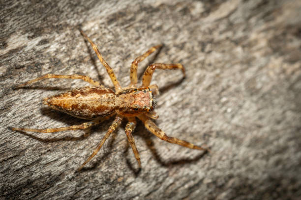 istock Threatening Jumping Spider (Helpis minitabunda), Hughes, NSW, December 2023 2180445182
