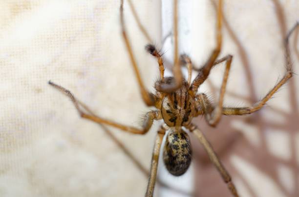 Close-up of a spider showcasing its intricate details and textures
