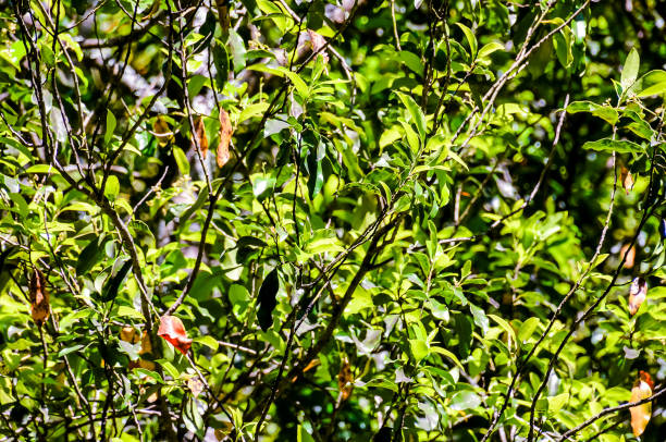 istock A tree with green leaves and brown leaves 2180450894