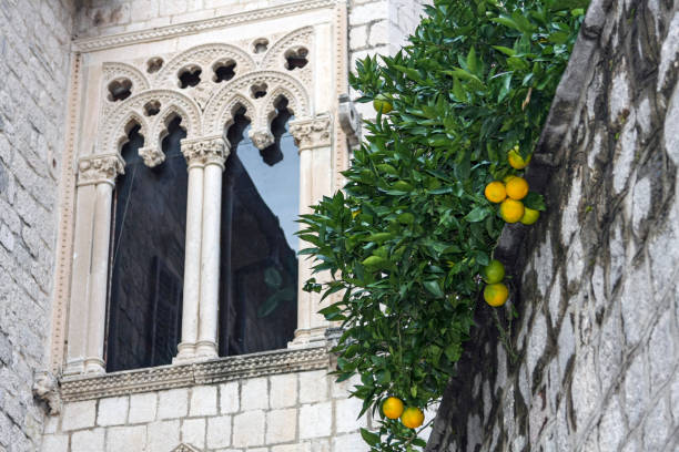 istock Orangetree beside a medival window 2180454045