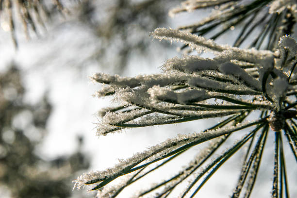 istock Trees and Bushes on a cold and frosty winterday 2180454765