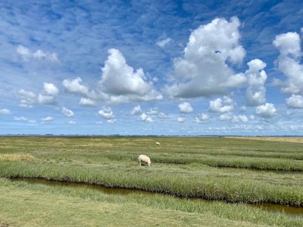 istock Sheep on the dyke in northern Germany 2180454788