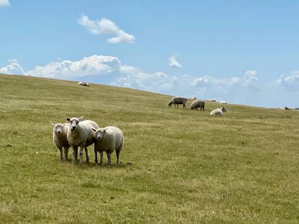 istock Sheep on the dyke in northern Germany 2180455313