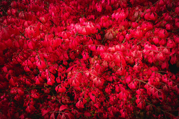 Garden in october autumn red burning bush winged spindle tree Euonymus alatus Compactus wallpaper or background