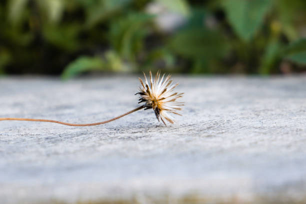 Dried Bidens Pilosa flowers lying down