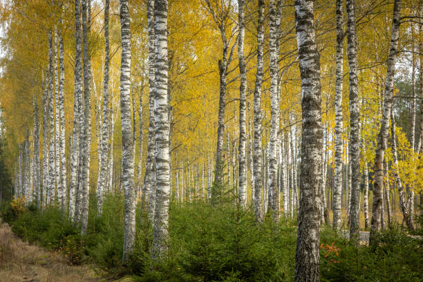 october landscape autumn forest. Poland Europe, Knyszyn Primeval Forest, birch trees