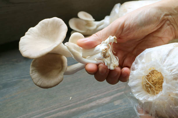 istock People Harvesting Growth Indian Oyster Mushrooms from a Spawn Bag 2180456802