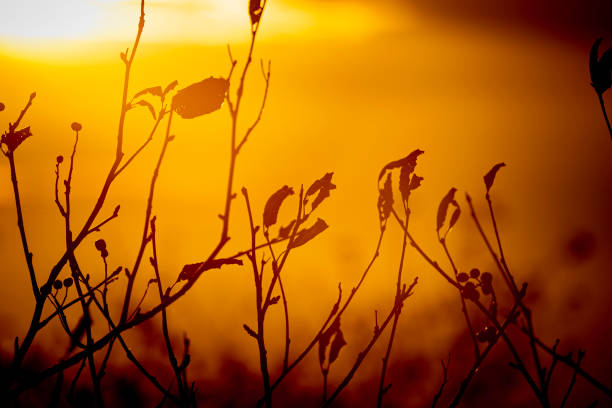 istock Macro shot of branches with leaves backlit by the setting sun 2180458615