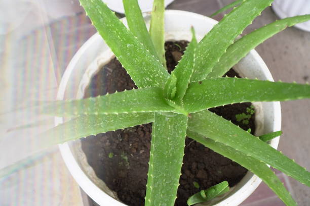 fleshy leaves arranged in a rosette pattern