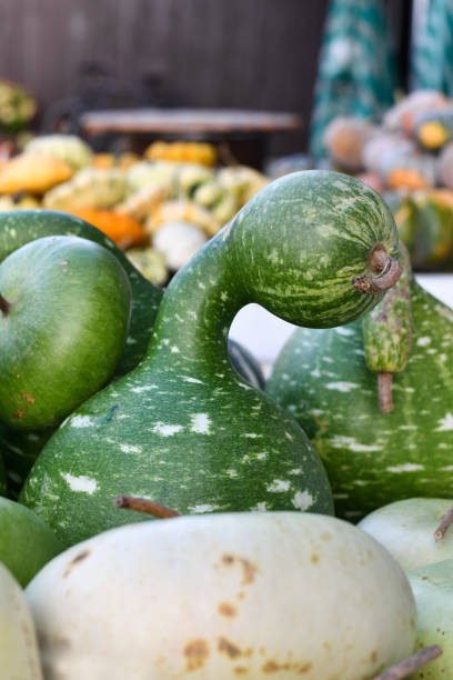 istock Kalebasse 'Speckled Swan' gourd 2180461835