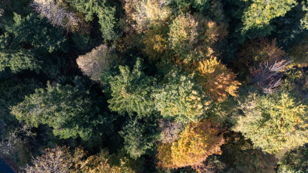 istock Aerial View of Dense Autumn Forest Canopy 2180465646