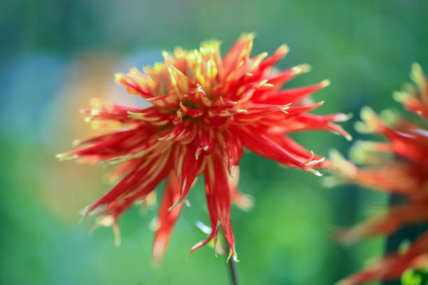 Dahlia is a member of the Compositae (also called Asteraceae) family of dicotyledonous plants, blooming in the autumn