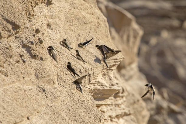 istock Swallows sitting and flying near the nesting colony on the cliff. 2180469747
