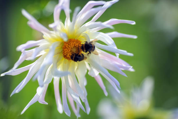 Dahlia is a member of the Compositae (also called Asteraceae) family of dicotyledonous plants, blooming in the autumn