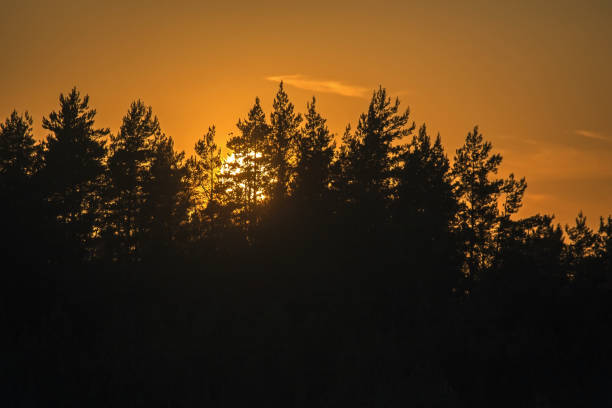istock The sun behind the forest in the orange sky. 2180469807