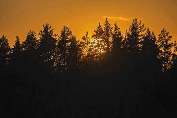 istock The sun behind the forest in the orange sky. 2180469815