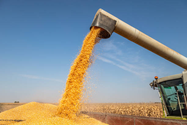 istock Agricultural farm combine harvester in action on corn maize field. 2180471931