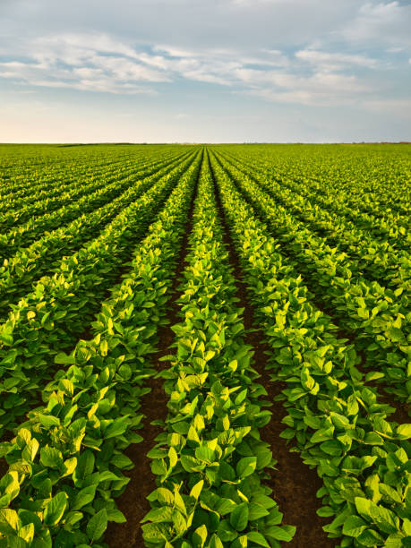 istock A lush soybean field providing plant-based nutrition 2180471982