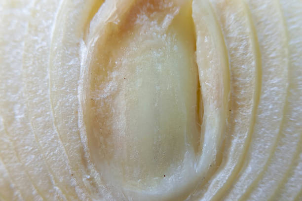 Close up of onion texture. Pattern on half of an onion.