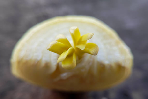 close up of young shoots growing on onions