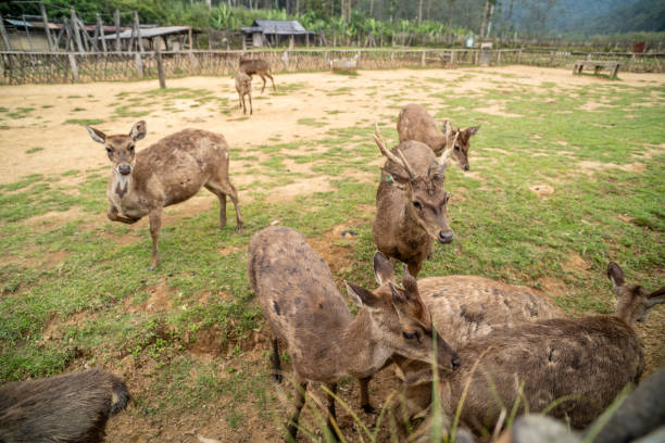 istock Deer breeding in Ranca Upas ciwidey bandung 2180476883