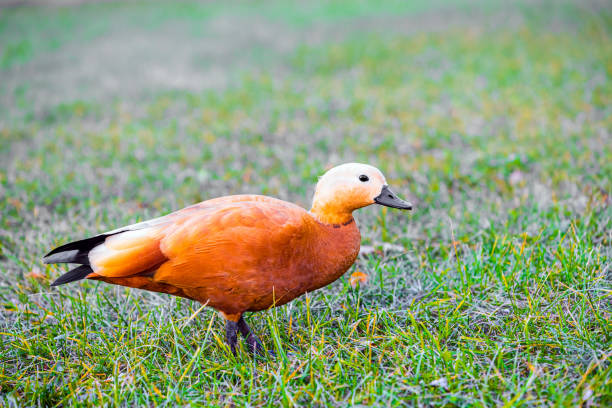 Ruddy duck on green grass background, close-up. The shelduck, or red duck (Latin: Tadorna ferruginea), is a waterfowl of the duck family, related to the shelduck. It is characterized by orange-brown plumage, while the head is lighter in color.