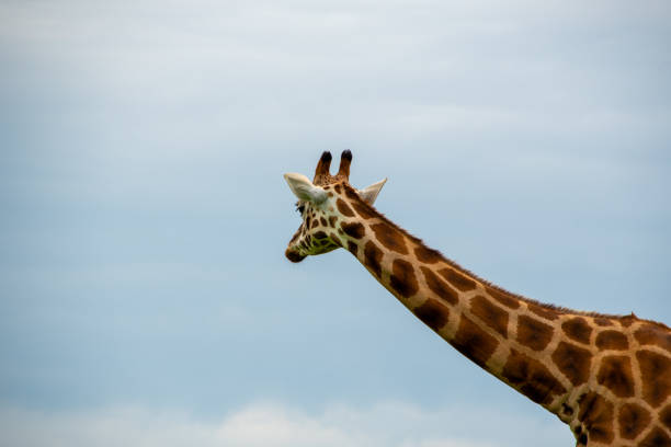 A giraffes head stands out against a beautiful blue sky adorned with fluffy white clouds drifting by in the distance