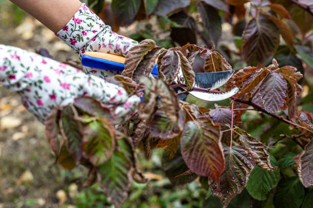 gardener trims dry blackberry branch, close-up. pruning a blackberry bush with pruning shears. bush transplant. High quality photo