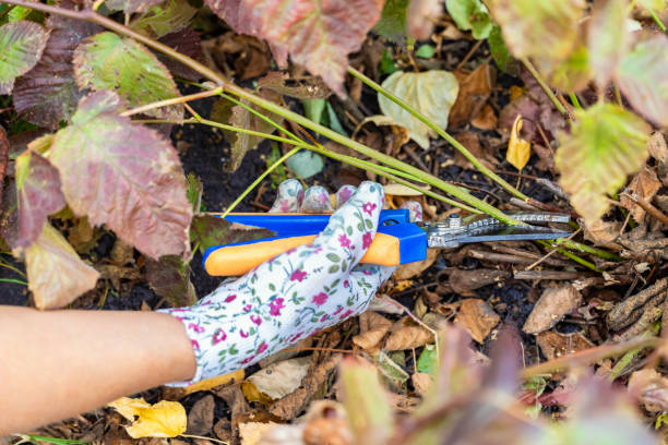 man cutting blackberry stem with garden shears, close-up. pruning a blackberry bush with pruning shears. blackberry bush care. pruning a diseased plant in the garden. autumn blackberry