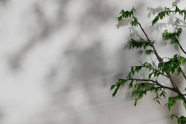istock 3d render illustration A tree with green leaves is casting a shadow on a white wall 2180479901